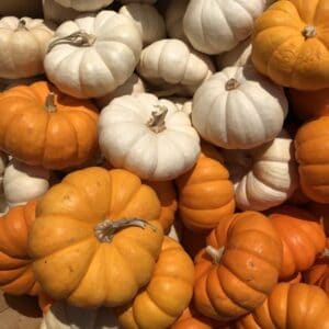pumpkins