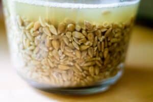 soaking sunflower seeds