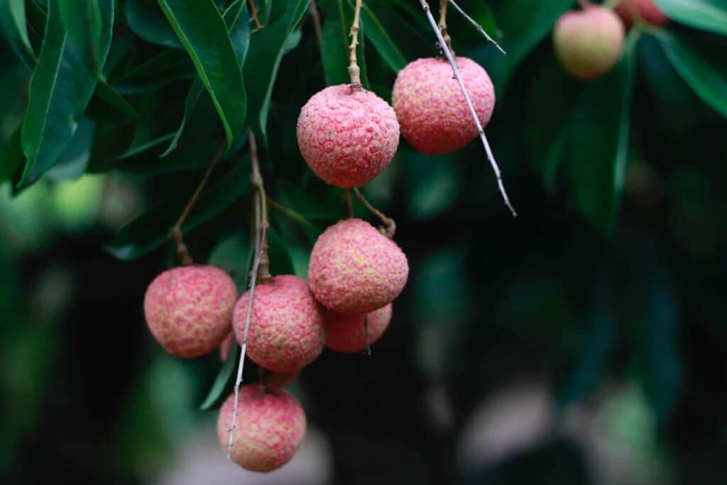 pink lychee hanging on tree