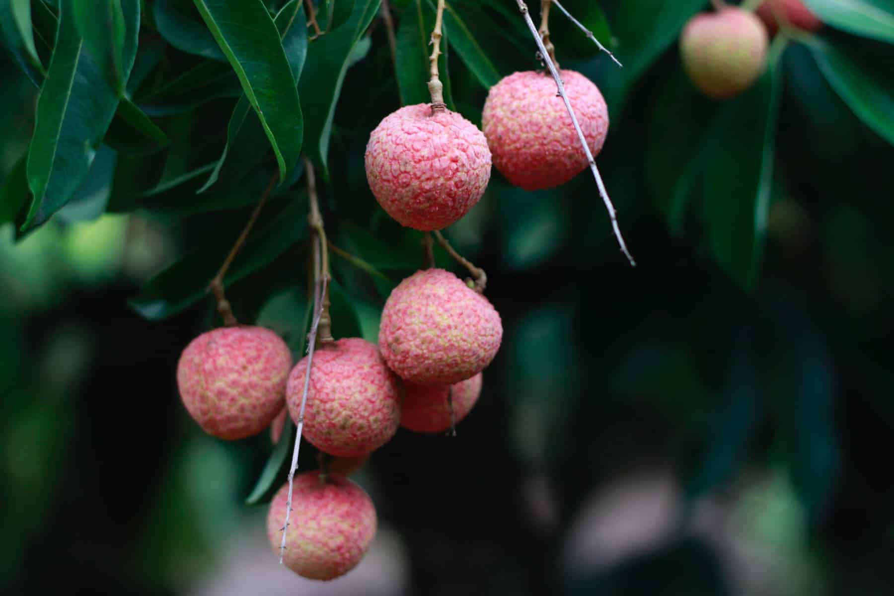 36 Pink Fruit - The Complete List from Exotic to Common with Photos - Very  Veganish