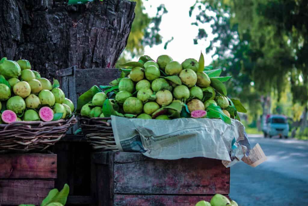 pink guava piled up at roadside stand