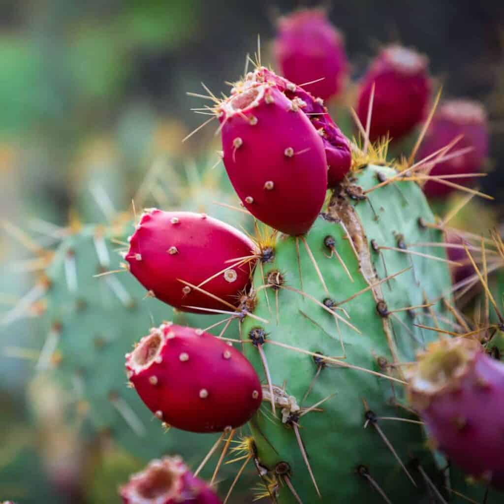 bright pink cactus pears on the cactus