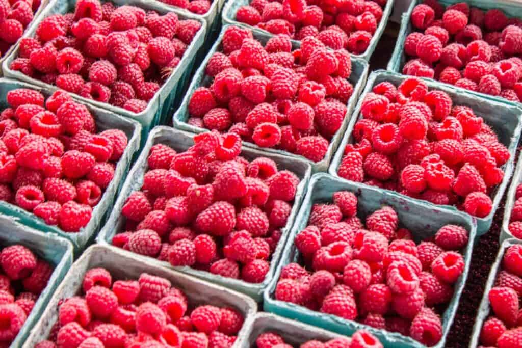 baskets of raspberries lined up