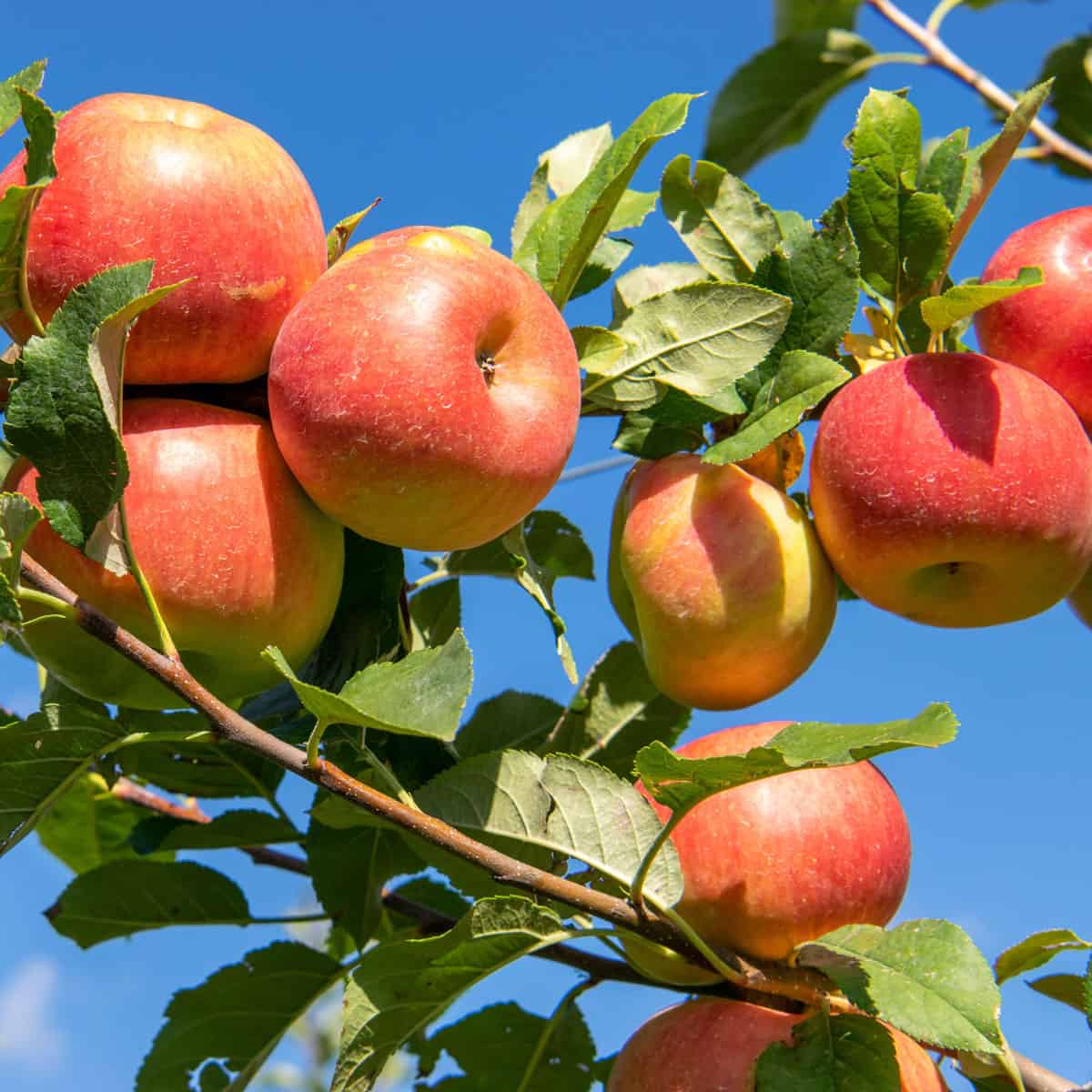 pink apples in tree