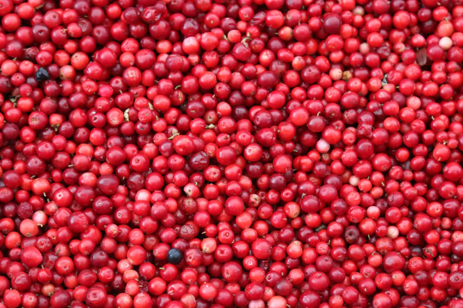 pink cranberries