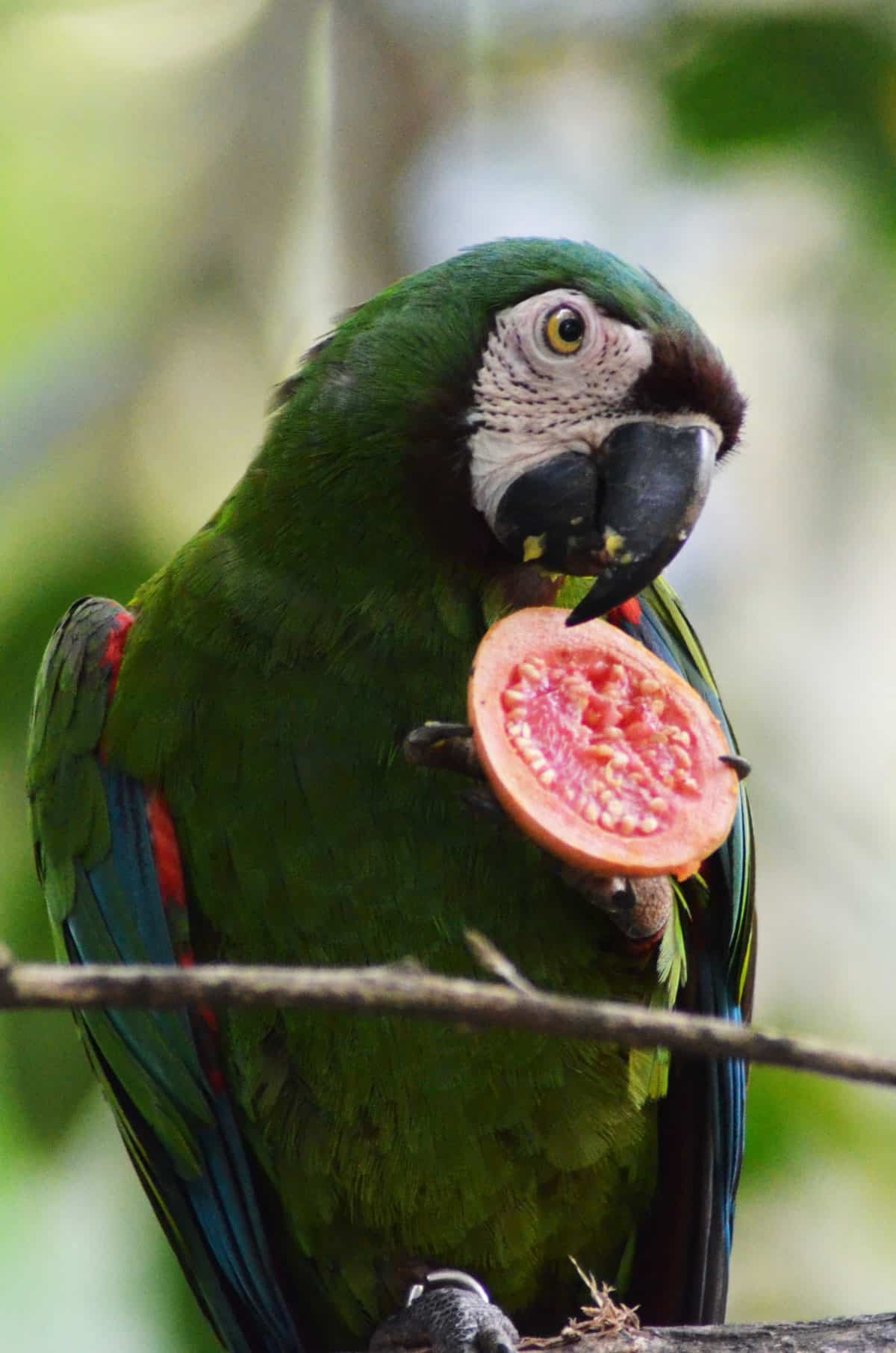 parrot eating pink guava