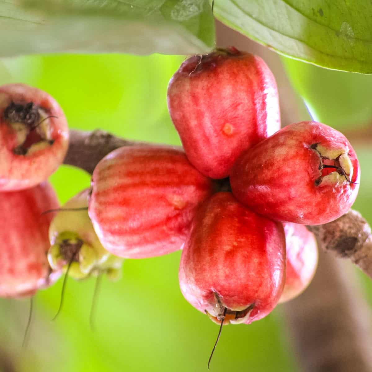 pink guavas on tree