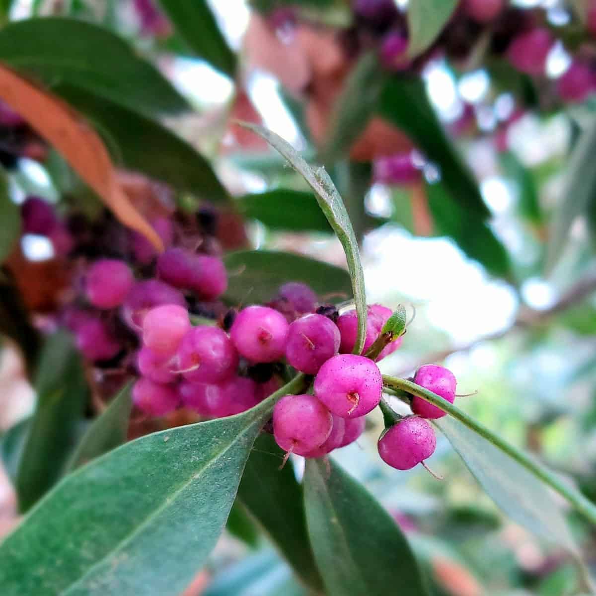 pink lilly pilly berries growing on tree