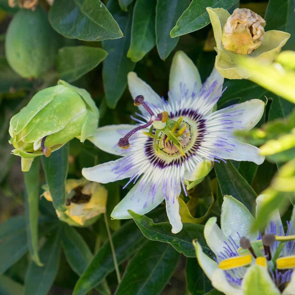 pink passionfruit flower with green passionfruit growing