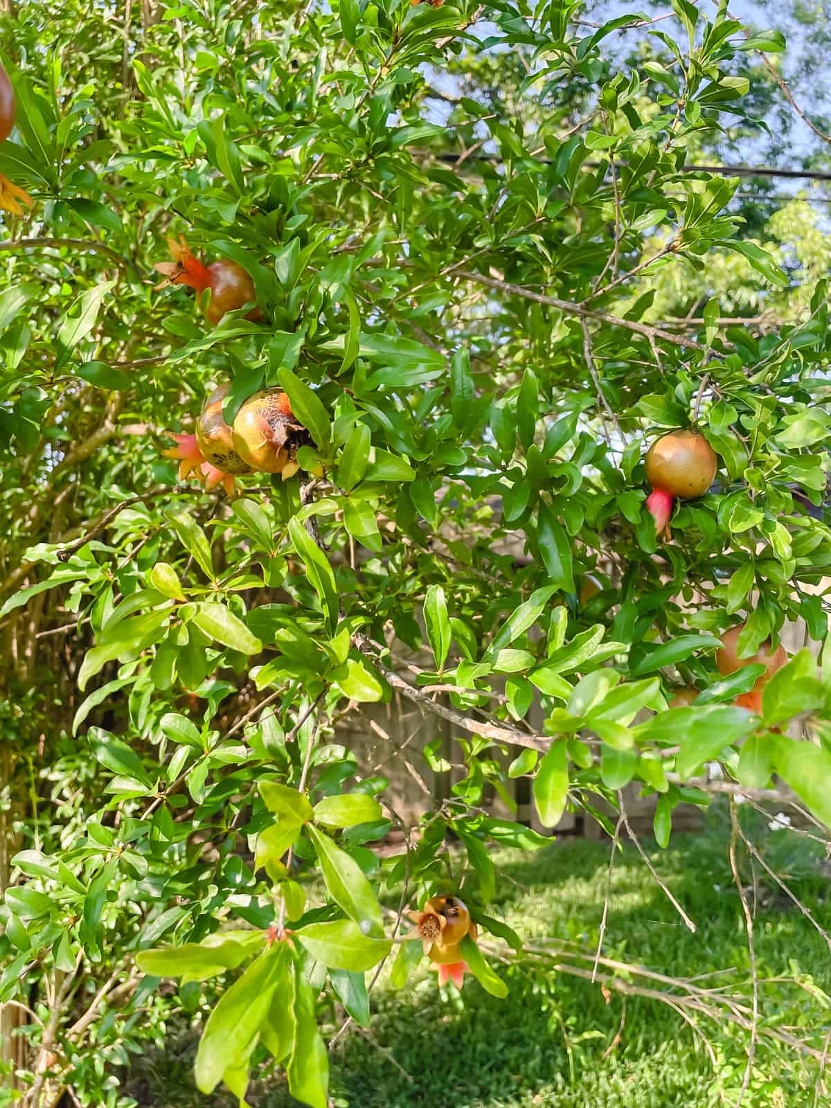 pink pomegranates in tree