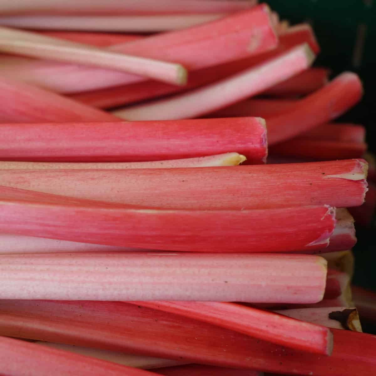 pink rhubarb stalks