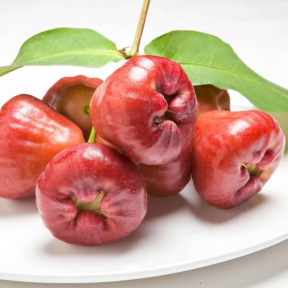 pink wax apple on plate