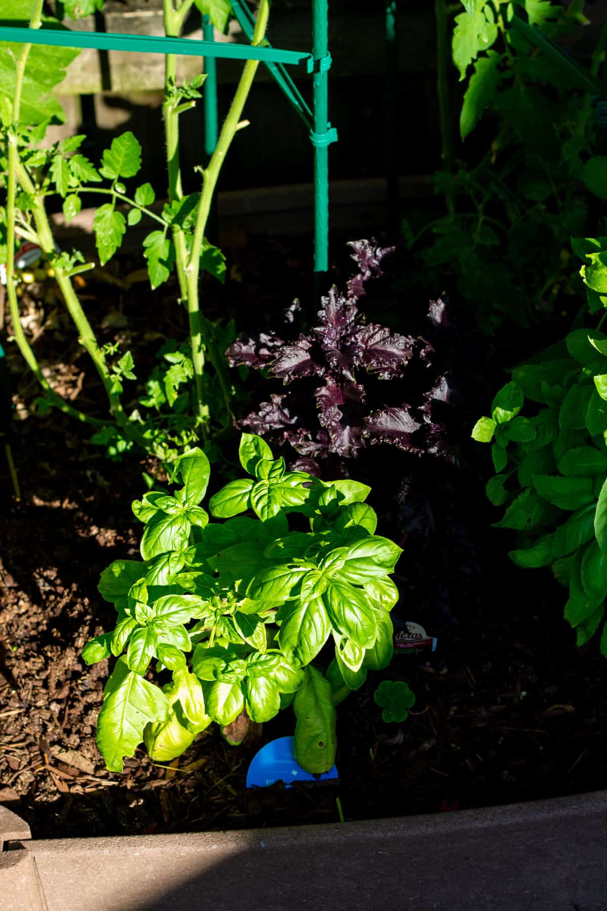 Basil