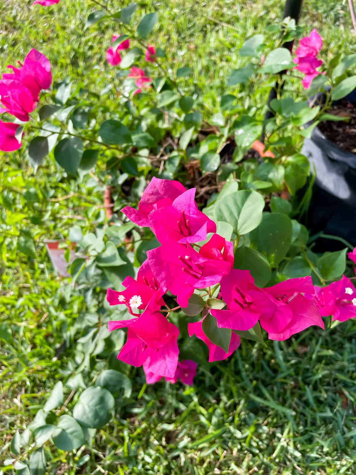 Bougainvillea growing in August in Houston Texas