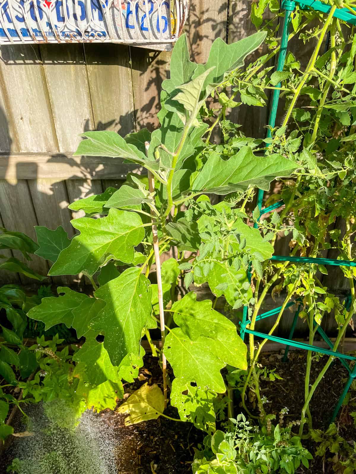 watering an eggplant plant in raised bed