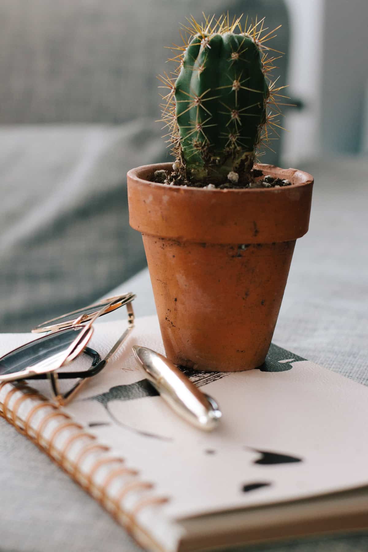 cactus in terracota pot on top of a notebook