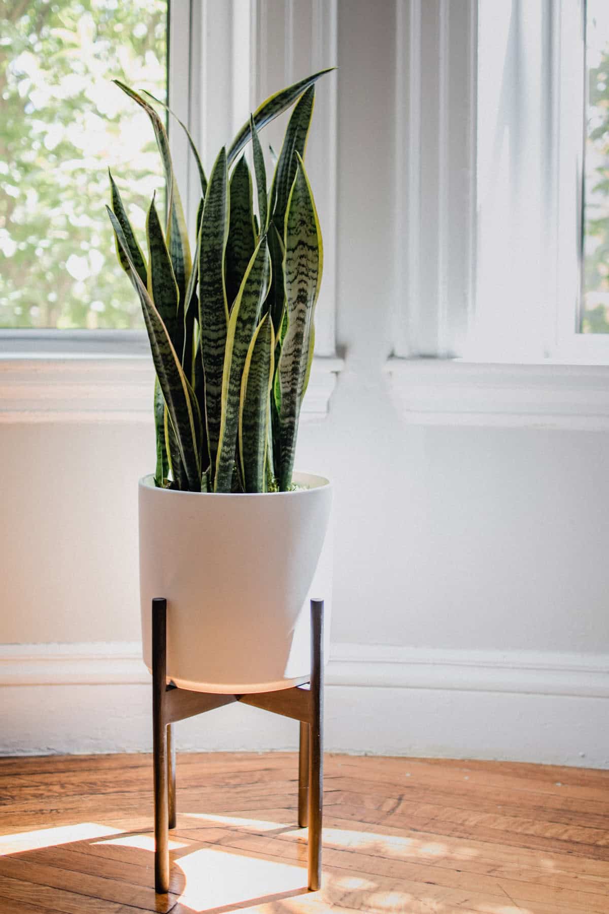snake plant in white pot by window