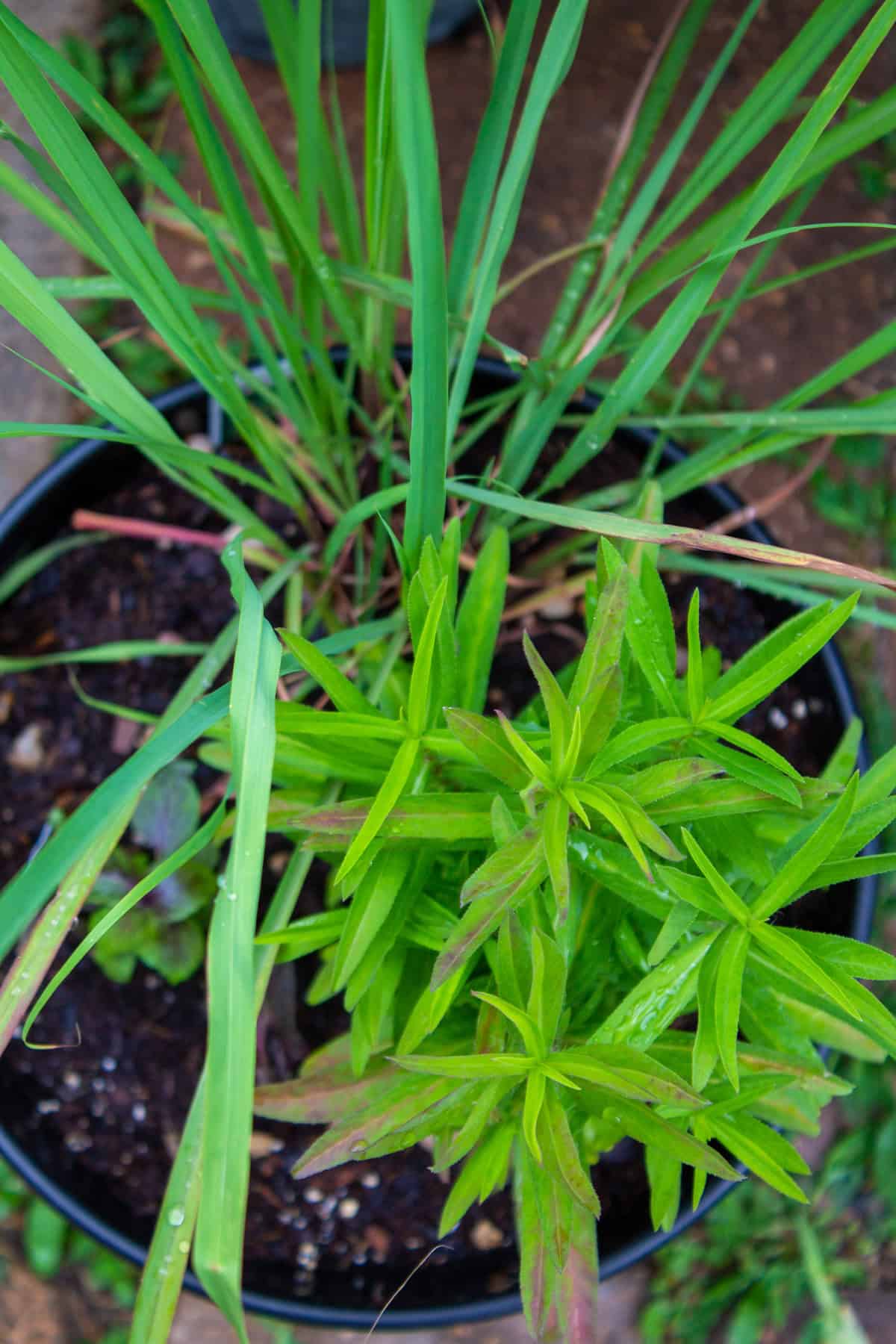 lemongrass and tarragon