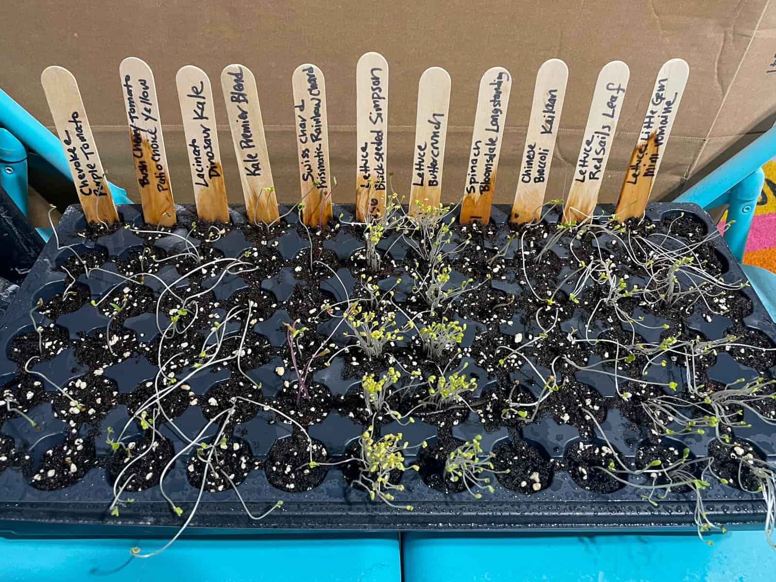Seed starting for fall garden with tomatoes, lettuces, spinach, kale and chinese broccoli