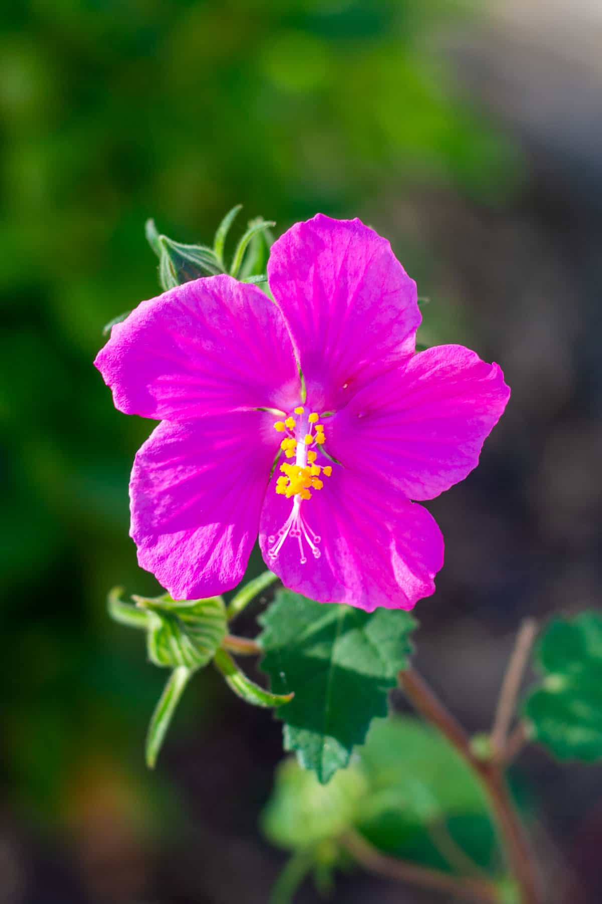 Texas Rock Rose bloom