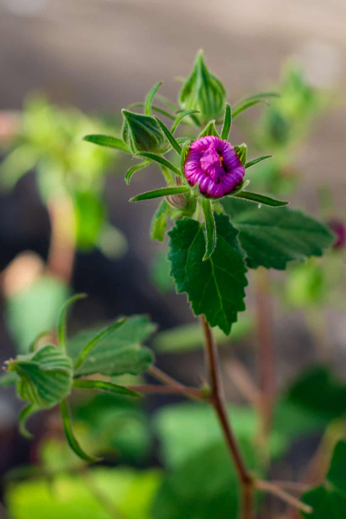 Texas Rock Rose bloom closed
