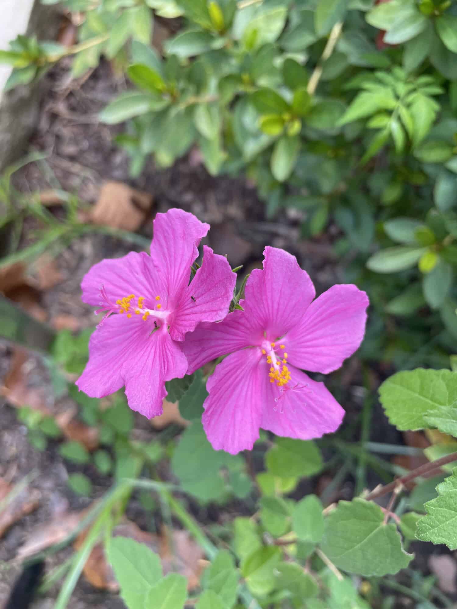 Texas Rock Rose double bloom