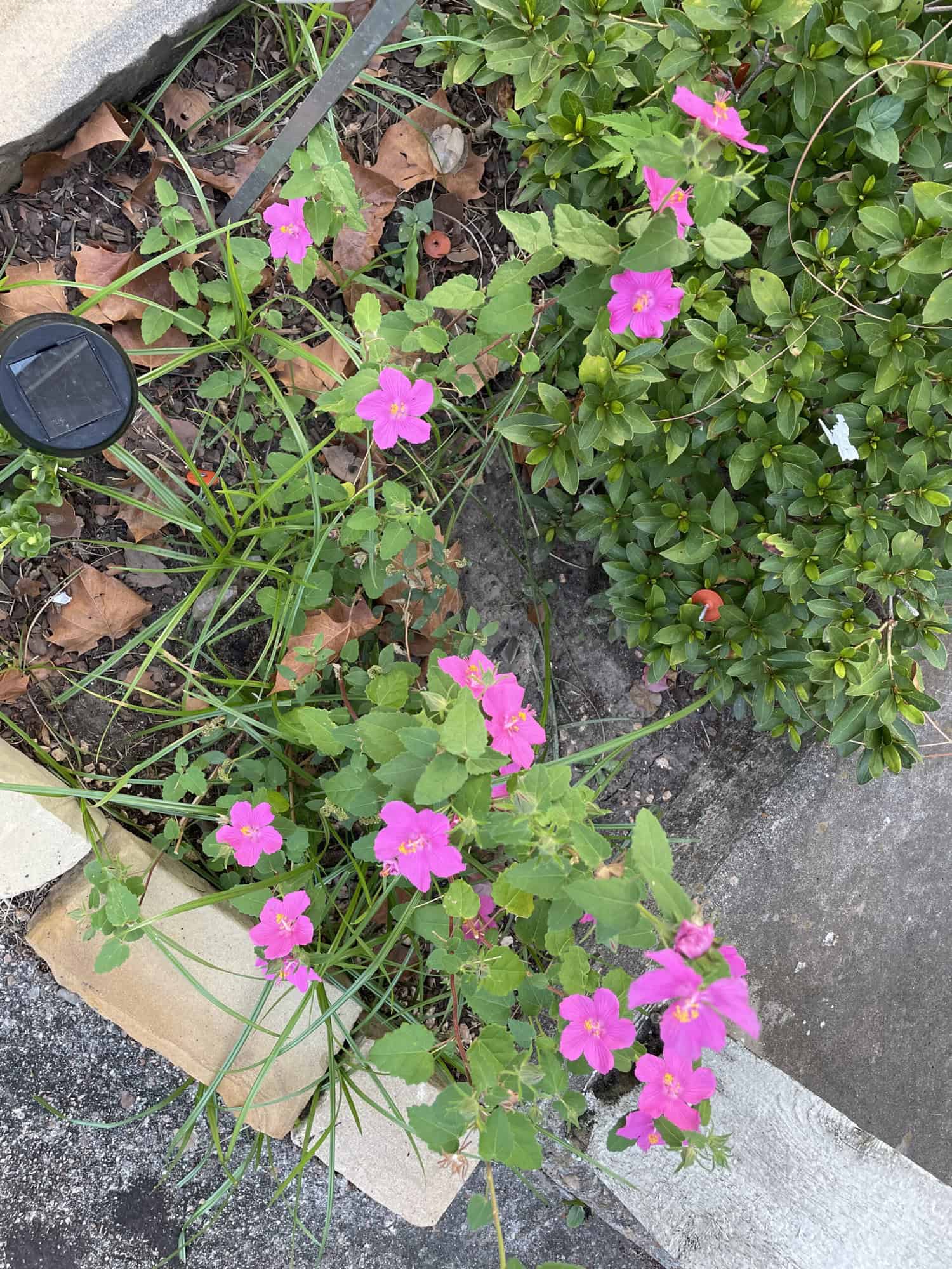Texas Rock Rose bush