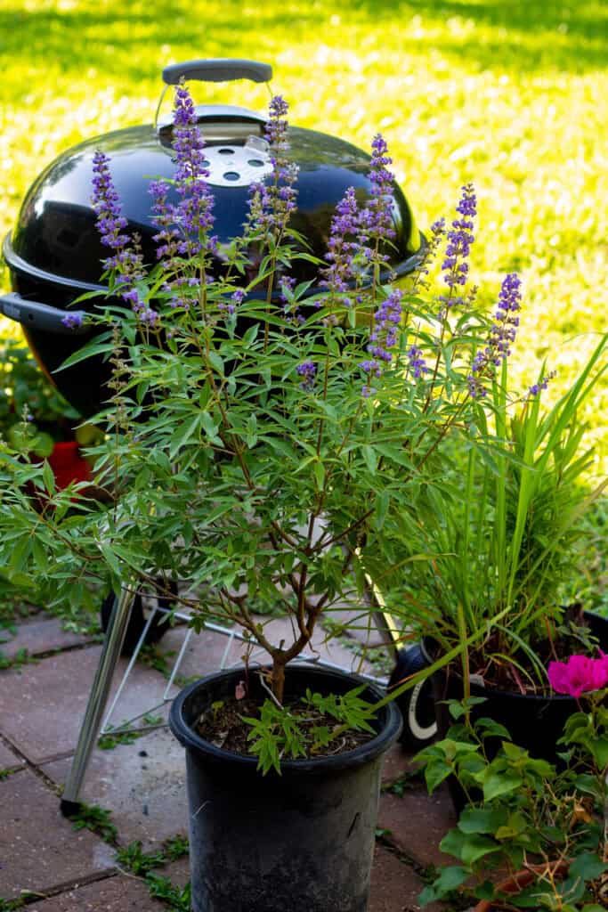 Texas lilac tree with grill in background