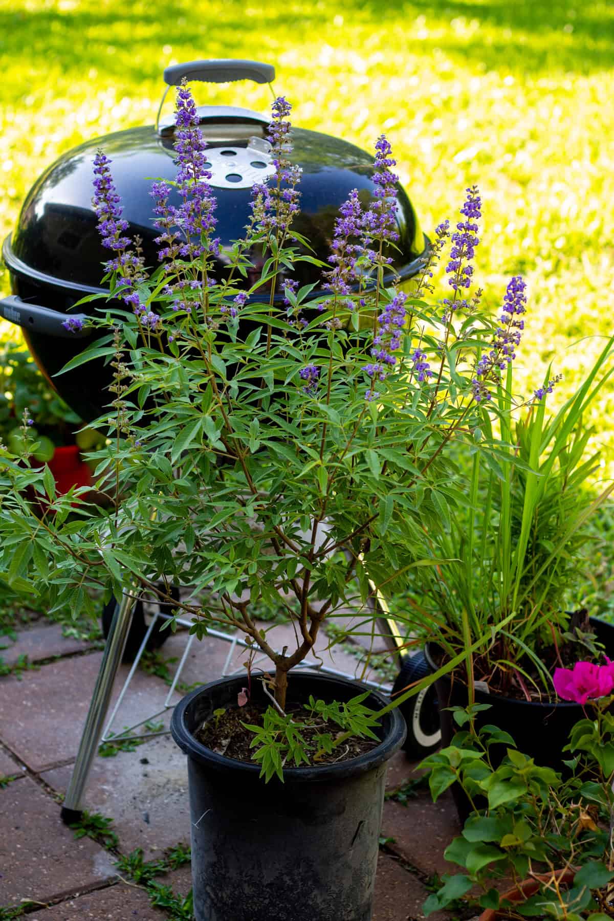 Texas lilac tree with grill in background
