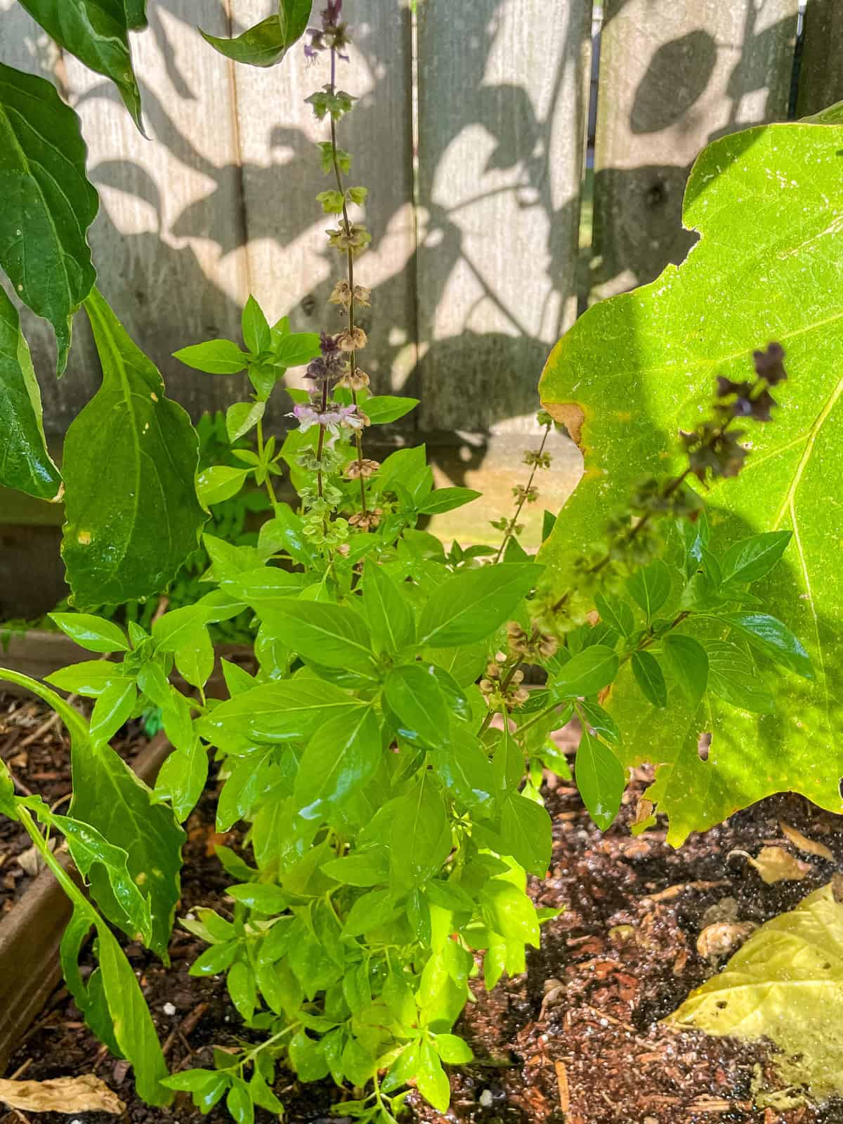 Thai basil plant