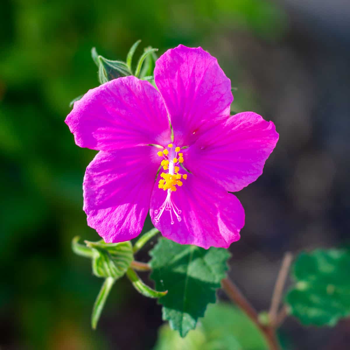 Texas Rock Rose Plant, an Easy Care Pink Drought-Tolerant Darling ...