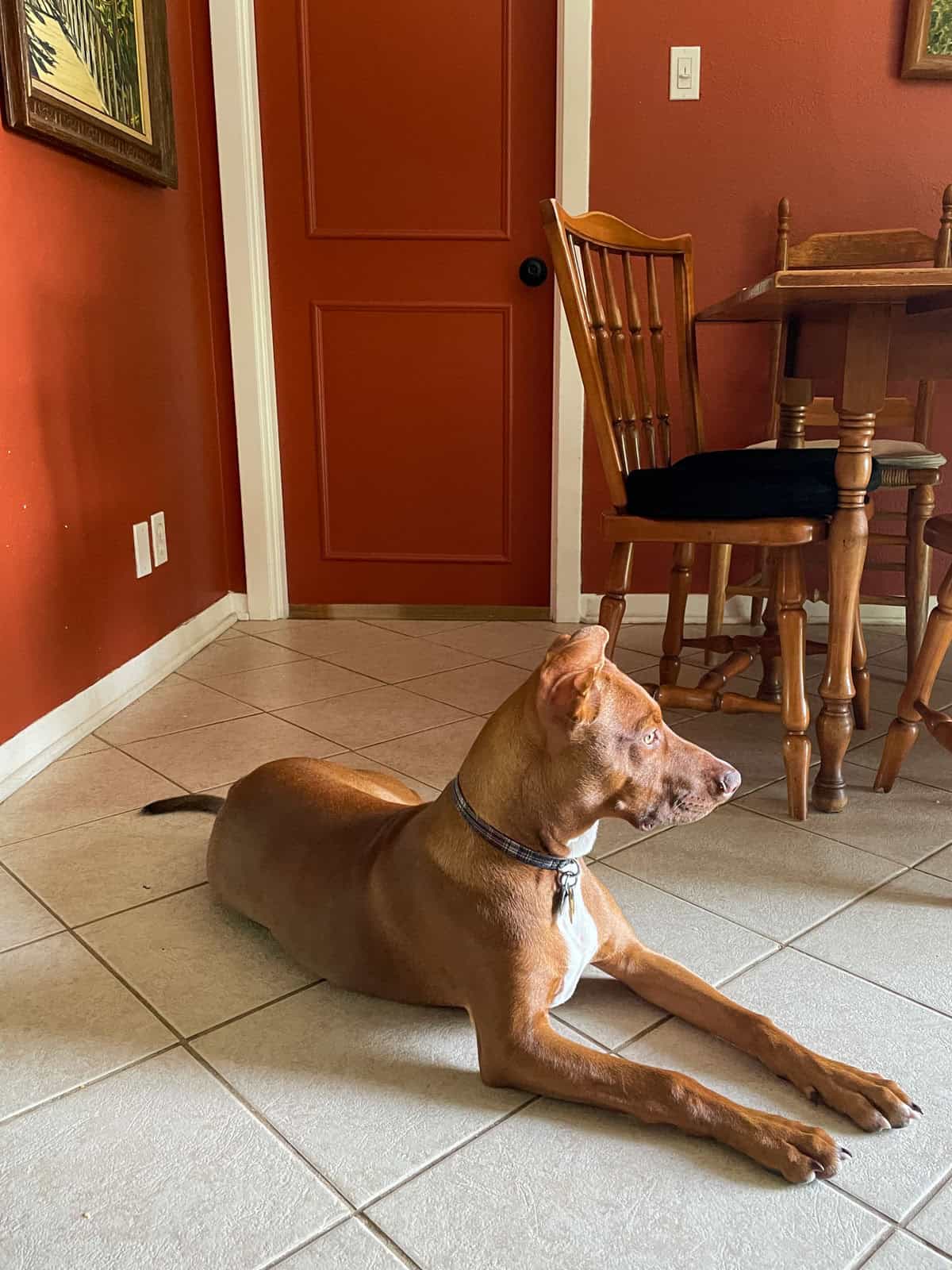 Dog relaxing on a tile floor in a living room painted with James Alexander Natural Paint, showing the rich wall color and finish one year later.