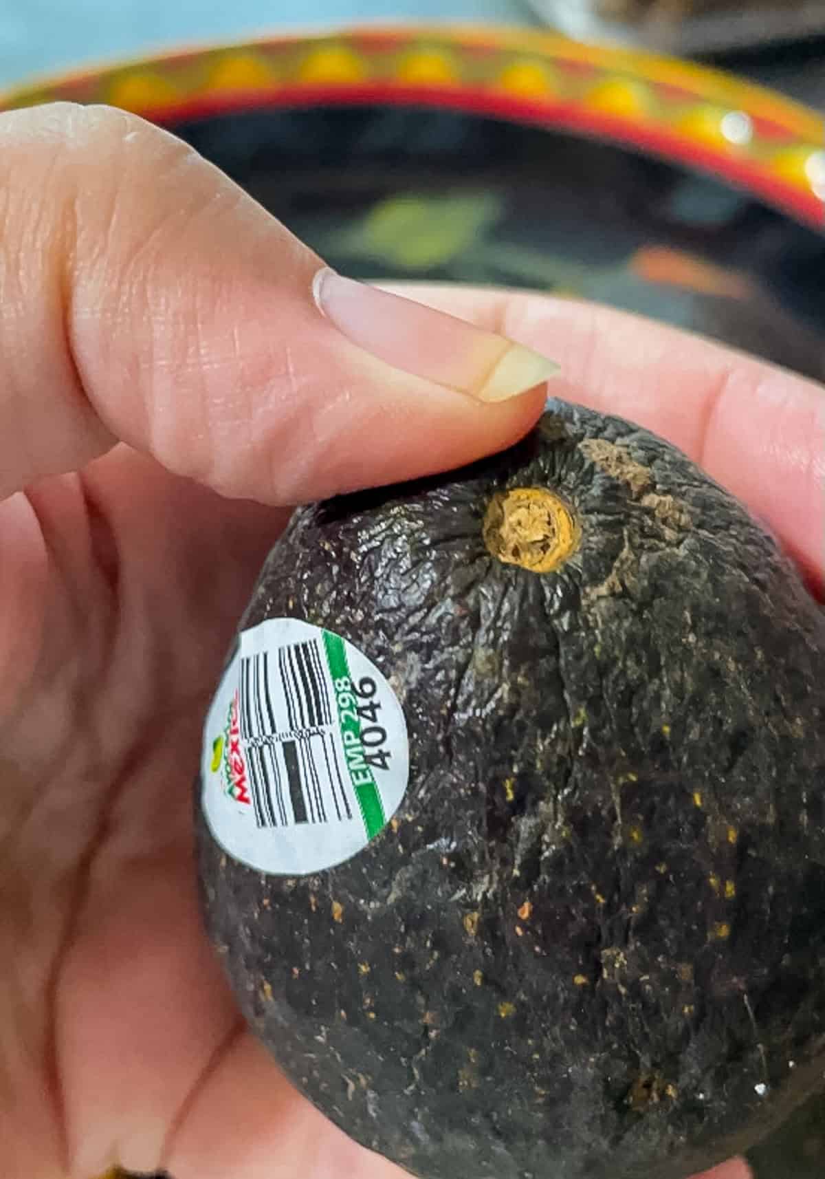 Hand gently pressing the stem end of a Hass avocado to check ripeness before transferring it to the refrigerator.